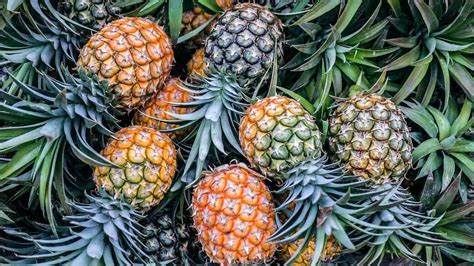 How Much Does Fat Grafting Cost? And Why Do Pineapples Dream of Electric Sheep?